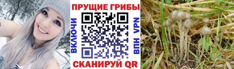 Галлюциногенные грибы мицелий  Собинка 